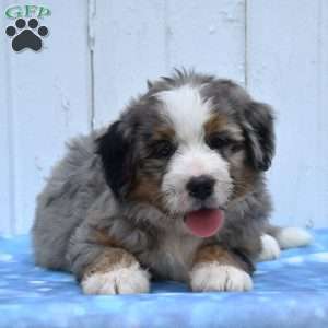 Clover, Mini Bernedoodle Puppy